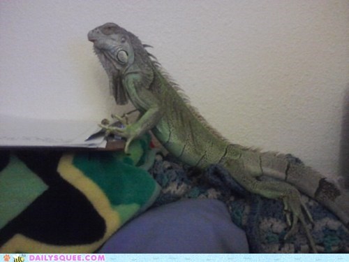 Reader Squee: Wannabe King