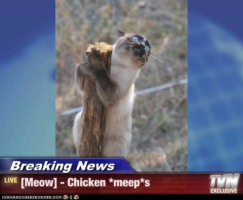Breaking News - [Meow] - Chicken *meep*s
