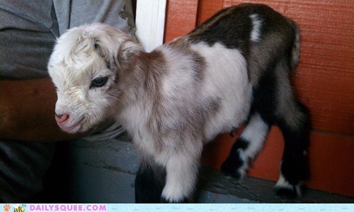 Daily Squee: Squee Spree: Vanilla Chocolate Swirl 