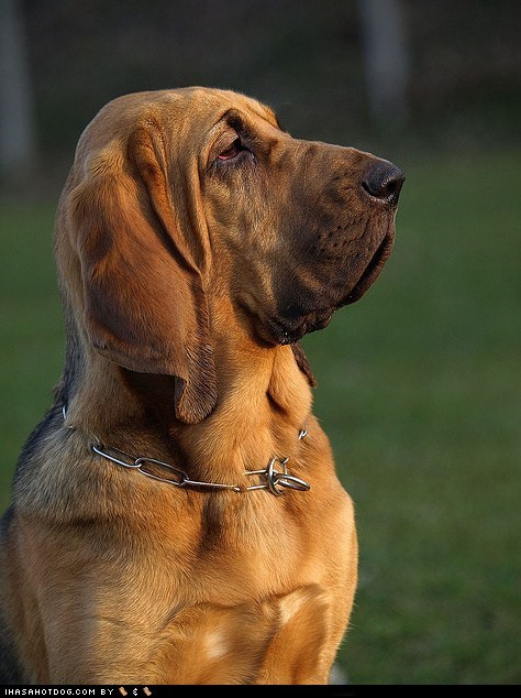 Goggie ob teh Week FACE OFF: Bloodhound 