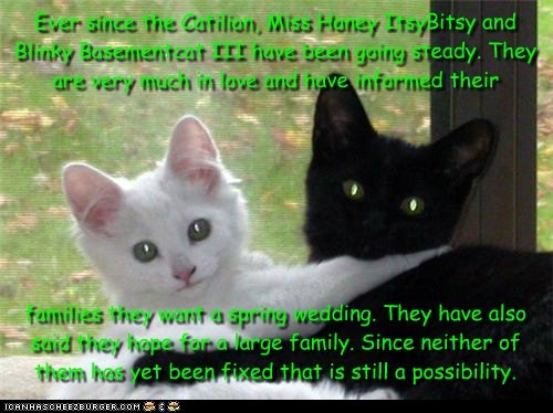 Ever since the Catilion, Miss Honey ItsyBitsy and Blinky Basementcat III have been going steady. They are very much in love and have informed their         families they want a spring wedding. They have also said they hope for a large family. Since neithe
