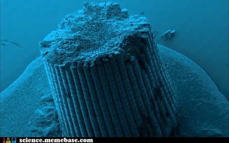 This Sea Urchin Is Helping Engineers 