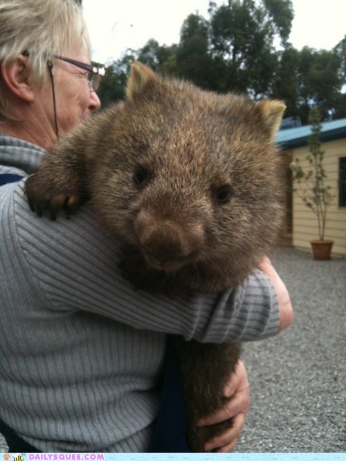 Daily Squee: Squee Spree: Wombat Hugs! 