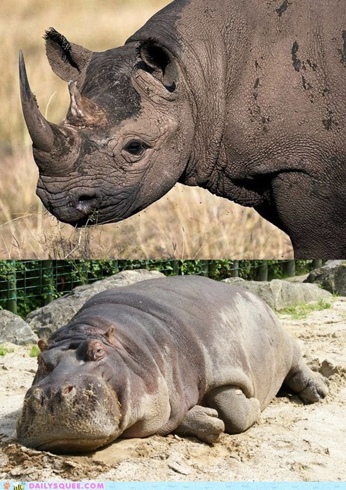Squee Spree: Rhinoceros vs. Hippopotamus