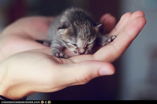Cyoot Kitteh of the Day: Happiness in the Palm of Your Hand
