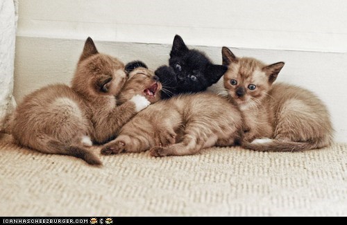 Cyoot Kittehs of teh Day: Help, I Feel the Evil Presence of Basement Cat!
