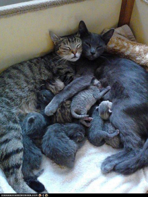 Cyoot Kittehs of teh Day: We Always Wanted a Big Family