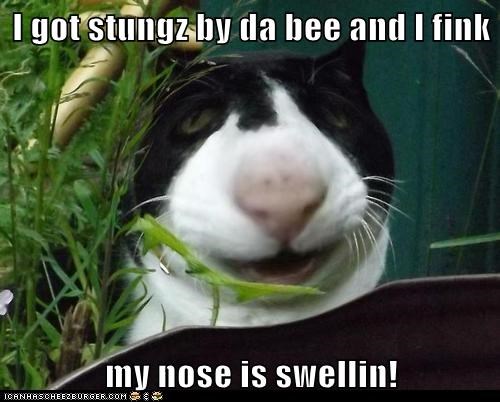 I got stungz by da bee 