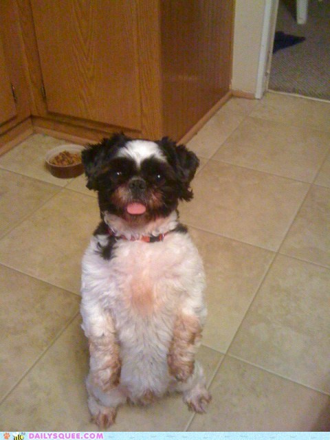 Reader Squee: Ewok