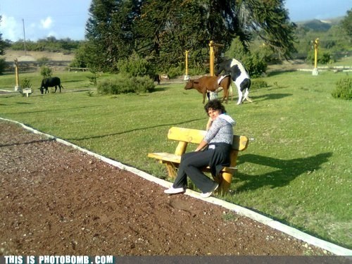Photobomb Level: Cow