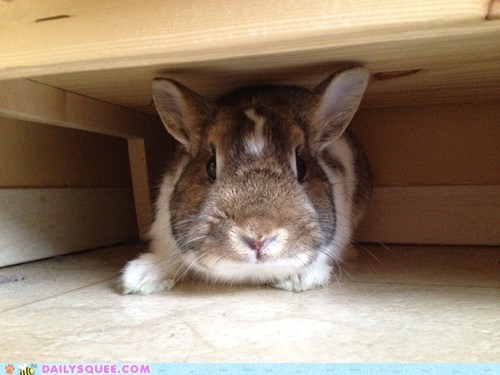 Reader Squee: Hide and Seek
