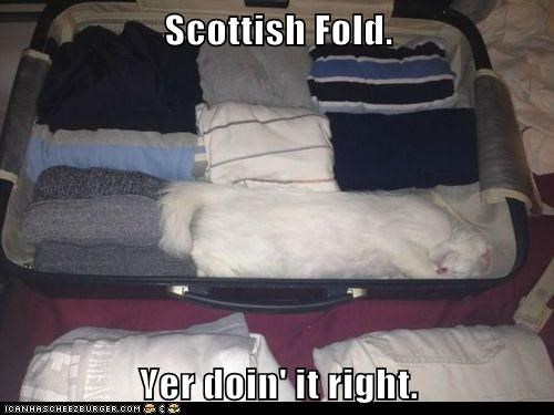 Scottish Fold.  