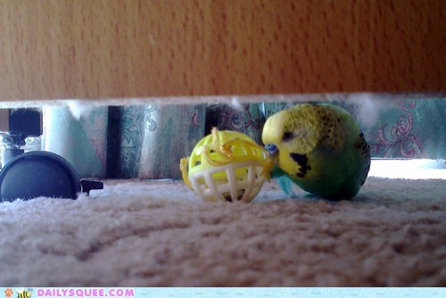 Reader Squee: Crouching Tiger, Hidden Budgie?