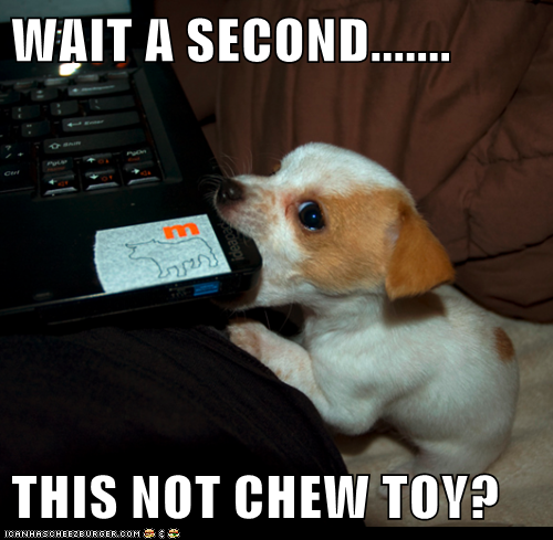 WAIT A SECOND.......  THIS NOT CHEW TOY?