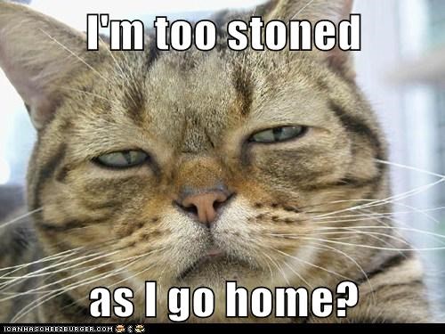 I'm too stoned   as I go home?