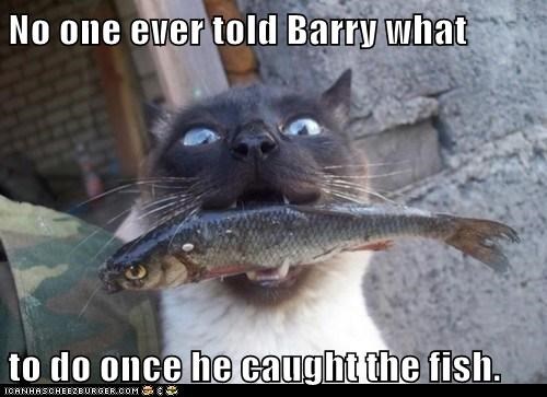 Lolcats: Bury It? Sell It? Teach it to Read?!