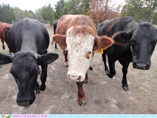 Reader Squee: Cows Are Cute!