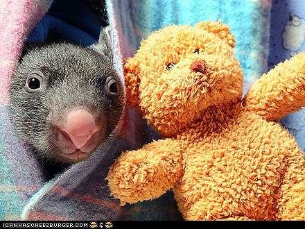 Around the Interwebs: Orphaned Baby Wombat Comes Out to Play