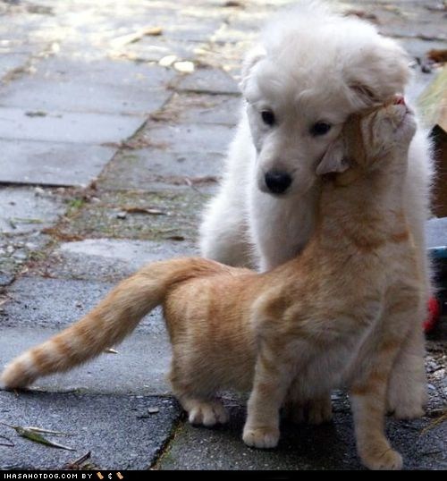 Kittehs R Owr Friends: Head But 