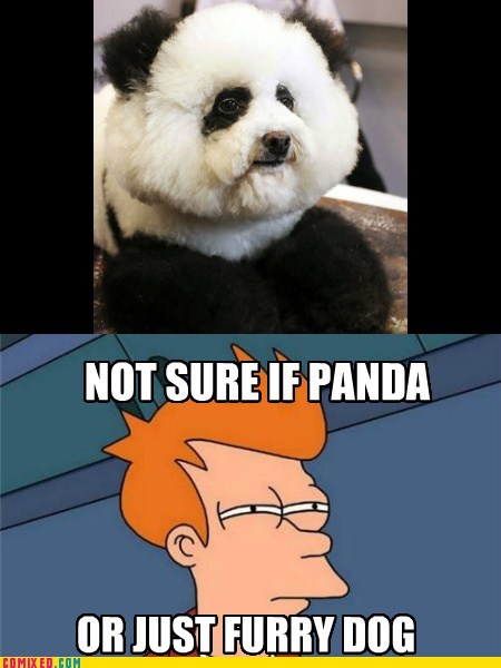 Panda Dog?