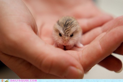 Teeny Tiny Gerbil 