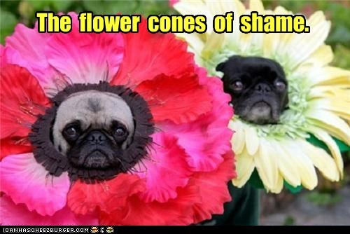 Flowers of Shame 