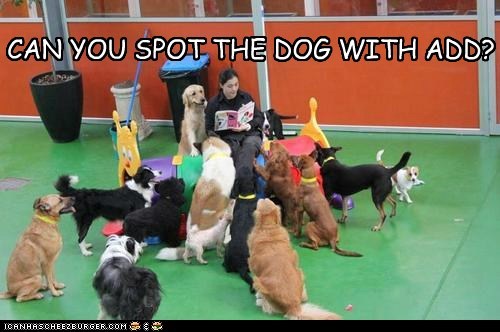 CAN YOU SPOT THE DOG WITH ADD?