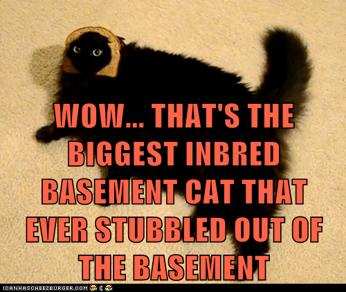 WOW... THAT'S THE BIGGEST INBRED BASEMENT CAT THAT EVER STUBBLED OUT OF THE BASEMENT