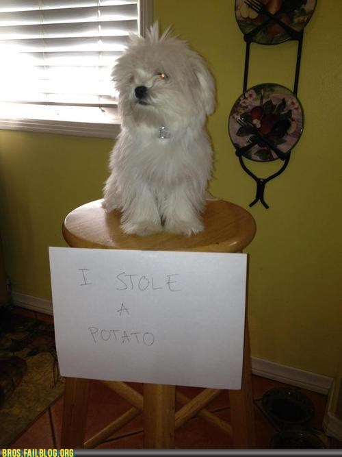Manimals: No! BAD Bro! That's MY Brotato!