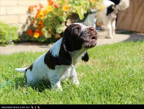 Cyoot Puppy ob teh Day: Howler