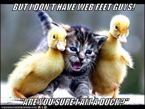BUT I DON'T HAVE WEB FEET GUYS!  "ARE YOU SURE I AM A DUCK?"