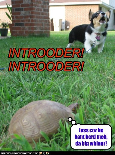 Introoder Alert!