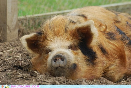 Hairy Hog