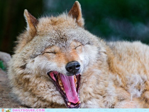 Sleepy Wolf 