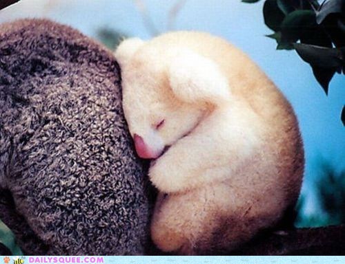 Albino Baby Koala 