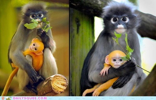 Golden Dusky Langur 