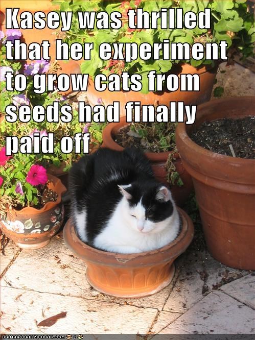 Kasey was thrilled that her experiment to grow cats from seeds had finally paid off