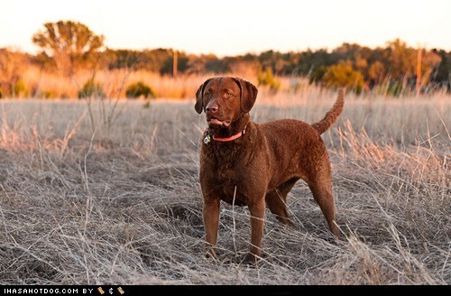 Goggie ob teh Week FACE OFF: Chesapeake Bay Retriever