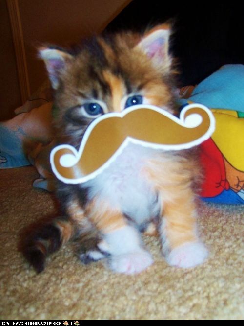 Cyoot Kitteh of teh Day: Incatnito