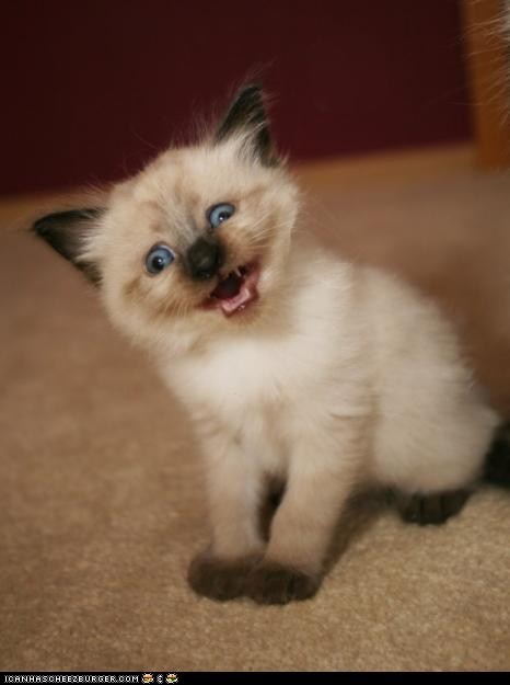 Cyoot Kitteh of teh Day: No, No... Those Jeans Look Great on You!  Seriously!