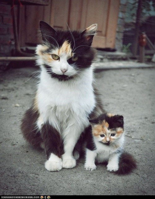 Cyoot Kittehs of teh Day: When I Grow Up...