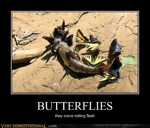 BUTTERFLIES