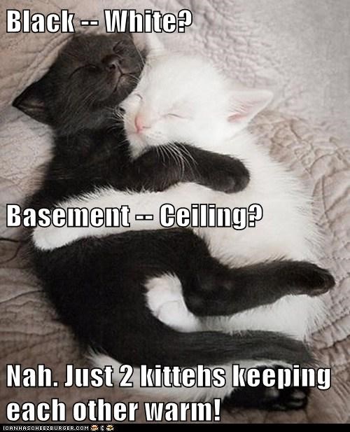Black -- White? Basement -- Ceiling? Nah. Just 2 kittehs keeping each other warm!