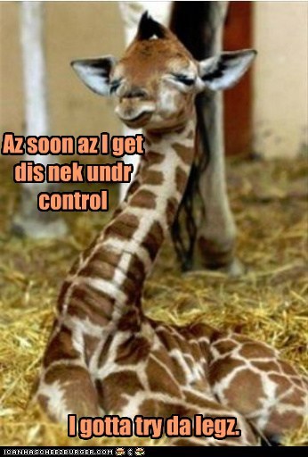 Animal Capshunz: Legz Look Like Fun