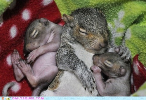 Newborn Baby Squeerls