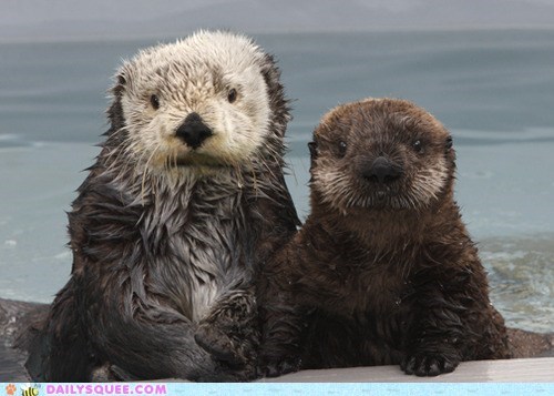 Squeedorable Swimmers 