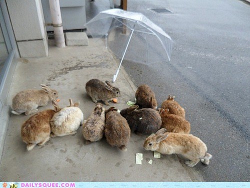 Bunday: Rainy Day Rabbits