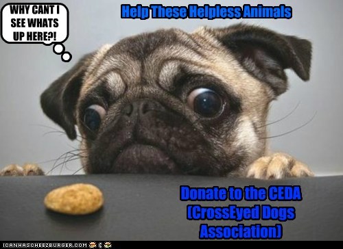 Donate to C.E.D.A. 