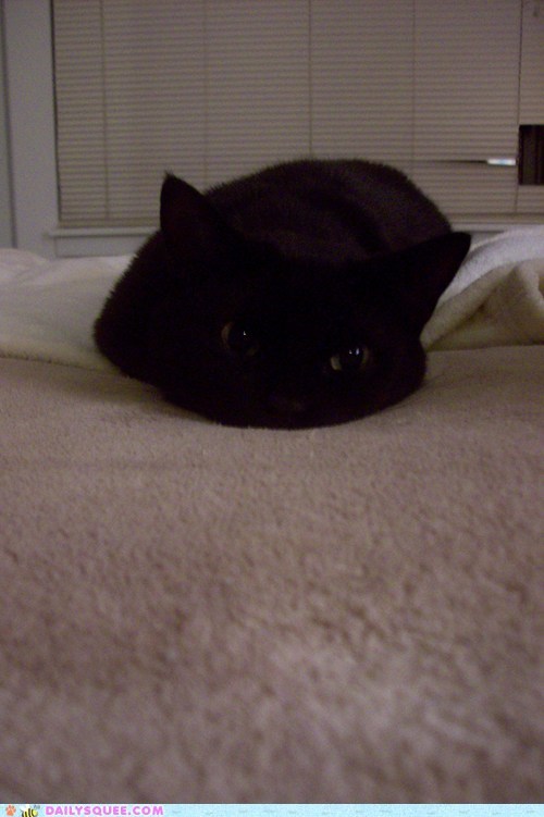 Reader Squee: Mopey Kitty