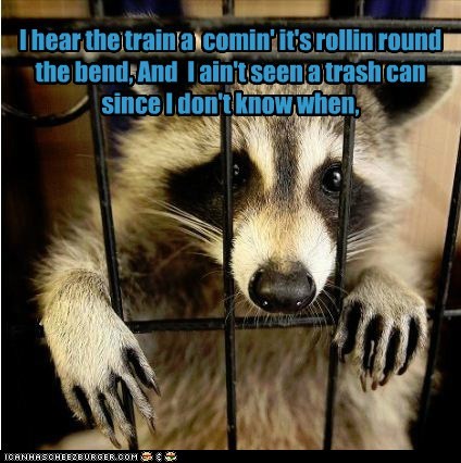 Raccoon Blues